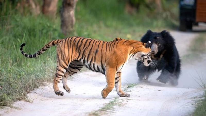 Mơ thấy các con vật hoang dã – Bí ẩn và cảnh báo